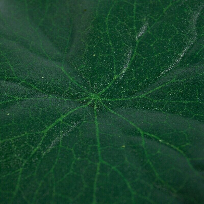 5 Pcs Aquarium Fish Tank Green Lotus Leaf Plastic Floating Decor 5.5" Dia U1J1