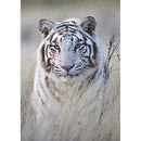 5D DIY Full Drill Diamond Painting Tiger Embroidery Mosaic Craft Kit (W582)