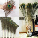 10PCS Craft Natural Peacock Tail Eyes Feathers 8-12 Inches long for Bouquet