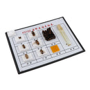 Bee Specimen Of Different Development Stages For  Scientific Education