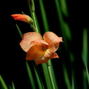 2pcs Mixed Colors Gladiolus Jumbo Giant Flower Bulbs Perennials Summer Nice H5N7