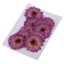 22Pcs Dried Pressed Flowers Butterfly Shape Scrapbooking Art Crafts Specimen