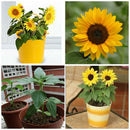 Sunflower Seed Dwarf Helianthus Annuus Sun Flower Seed Bonsai Flower Ornament T~