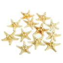 12x Knobby Starfish 8-11 CM Seastar Shell Beach Wedding Display Craft Decor A7K3