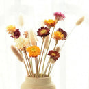 20Pcs Dried Flower Daisy Natural Artificial Flower Colorful Chrysanthemum O R6Z1