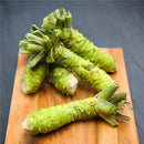 100 Wasabi Seeds Japanese mustard Horseradish Vegetable Seeds garden plant LJ