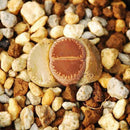 50X Mixed Lithops Seeds Living Stones Succulent Cactus Four Seasons Potted A9Z0