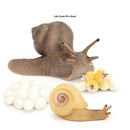 Hand Painted Snail Growth Life Cycle Kids Early Educational Imagination Toys