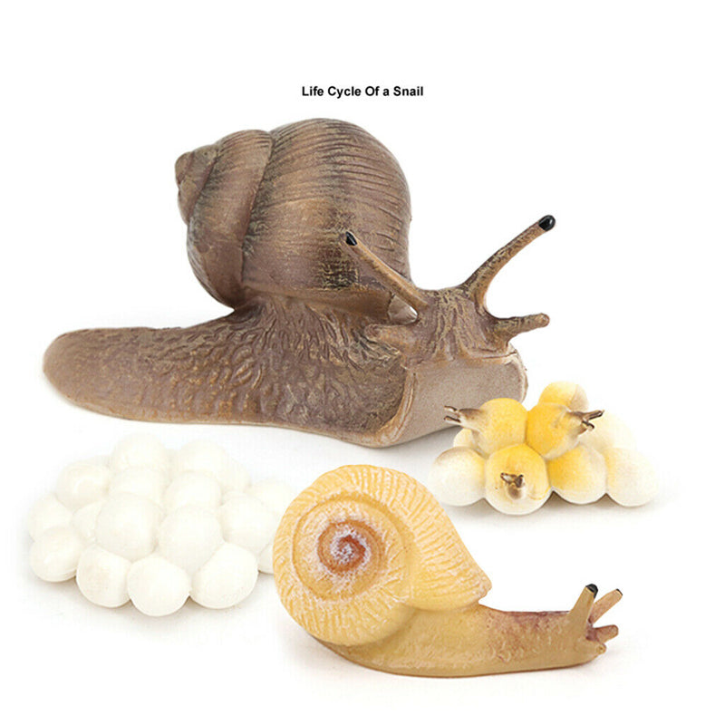Hand Painted Snail Growth Life Cycle Kids Early Educational Imagination Toys