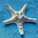2pcs Natural Starfish Sea Star shell Making DIY Craft Decor X7C4
