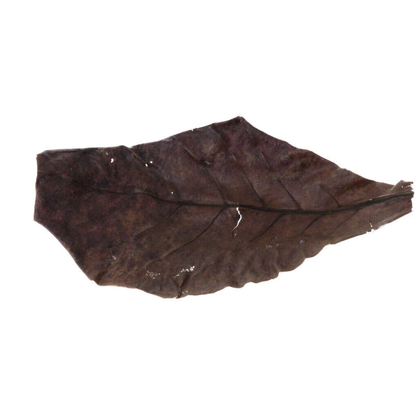 Catappa Leaf Betta Leaves Water Conditioner for   Tank Aquarium Pets , 10