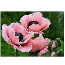 5D Blooming Flower Diamond Painting Embroidery DIY Cross Stitch Home Decor