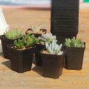 3 x Mini Square Plastic Plant Flower Pot Black Home Office Decor Planter Hot