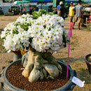 50 pcs Adenium Obesum Seeds Desert Rose Perennial Flower Garden Bonsai Plant SP