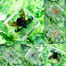 Creative Clear Amber Resins Insect Home Decorative Teaching Tools Insects G0D8