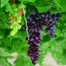 Artificial Plastic Grapes Bunch Fruits Kitchen Cabinet Party 36 Head- Purple