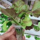 100Pcs Soiless Hydroponic Gardening Plant Tools Planted Sponge Vegetable Sys Ew