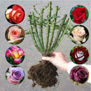 250X Rose SeedsRare Osiria Rose heirloom Chinese Rose Flower qua High W0T7 K2C5