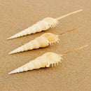 Conch Shell Natural Sea Snail Home Ornaments Fish Tank Decor Funny