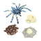 Lot of 4 Nature Bird Eating Spider Growth Cycle Child Learning Teaching Toys
