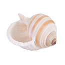 1Pcs Artificial Shell Sea Conch Fish Tank Aquarium Decorations Roll Shellf BX