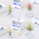 20 Pack Air Plant Stand Container Tillandsia Holder, iron Wire Stand Plant