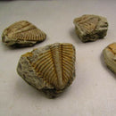 Natural Trilobite Tail Fossil Ancient Fossils Teaching Specimen Collection Decor