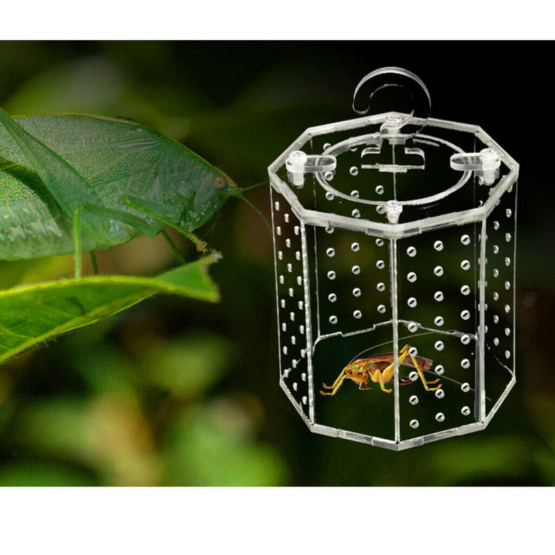 Insect Housing Nest Cage Cricket Grasshopper Feed Acrylic Box Clear