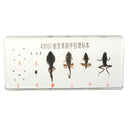 Lifecycle of a Frog Specimens Paperweight Educational Science Classroom