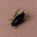 100Pcs 2.5cm Soft Fishing Lures Simulation Cricket Insect Shape Baits Outdoor