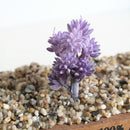 European Style Artificial Succulent Edelweiss Flocking Plant Decor