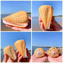 1PC Sea Shell Natural Conch Specimen Beach DIY Decor Aquarium Home U8J0