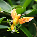 Mini Hummingbird Figures Statue Toys for Birthday Christmas Halloween Decor