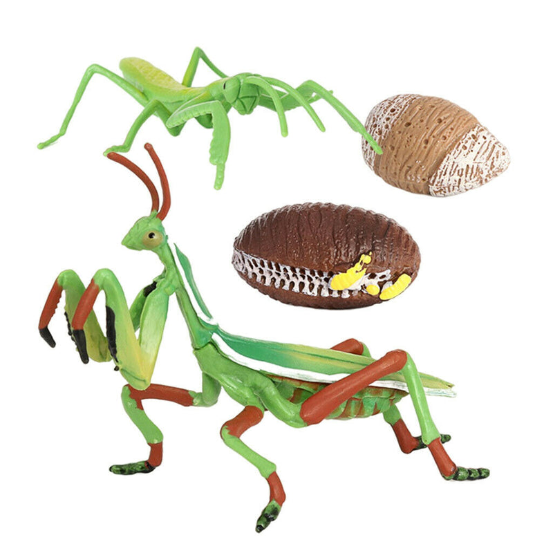 Lifelike Life Cycle of Mantis Growth Pre-school Cognitive Toys Themed Party