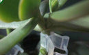 Durable Plastic Grafting Clips Garden Vegetable Flower Vine Bushes Plants 50pcs