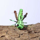 1Xfly fishing lure foam insect topwater surface dry flies fishing with hook OZ