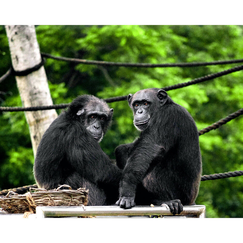 75 X 50cm 1000 Pieces Paper Jigsaw Puzzles Gorilla Assembling Picture Kit