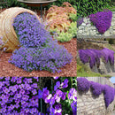 200X bag cascade purple aubrieta flower seeds perennial ground cover romanticLJ