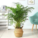 20cm Seagrass Wicker Basket Foldable Plant Pot Nursery Laundry Storage Bag Decor