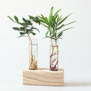 Crystal Glass Test Tube Vase Flowers Plants hydroponic Planter+ Wooden Stan W6P9