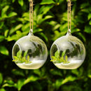 Hanging Ball Glass Flower Planter Vase Terrarium Container Landscape Bottle US