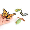 Life Cycle of Butterfly - Includes Egg, Larva, Pupa, and Butterfly - Educational