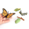 Life Cycle of Butterfly - Includes Egg, Larva, Pupa, and Butterfly - Educational