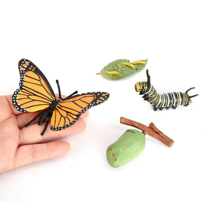 Life Cycle of Butterfly - Includes Egg, Larva, Pupa, and Butterfly - Educational