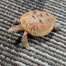Cute Sea Turtle Statue for Bathroom,Nautical Themed Room,Beach Seaside Decor