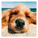 5D DIY Full Drill Diamond Painting Dog Cross Stitch Embroidery Mosaic Kit