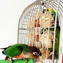 Pet Parrot Conure Cockatiel Parakeet Budgie Bird Chew Bites Swing Cages Toys