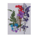 Multi Kinds of Natural Press Dried Flowers Pressed Leaves 5-30mm in Width for