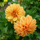 30x Colorful Dahlia Large Bloom Flower Perennials Bulbs Plant Garden 2020 X5W0