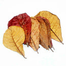 2019 Grade Natural Terminalia Leaves Island Almond Leaf Crystal Shrimp Impr M0Q6